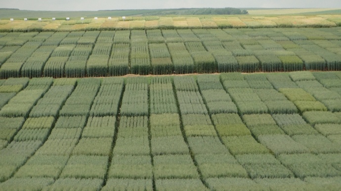 Essais variétaux en blé.