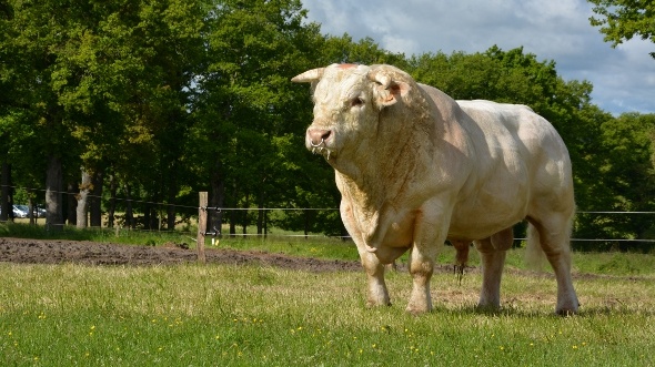 Taureau Charolais