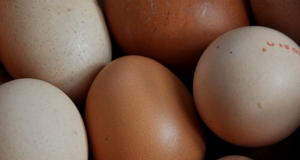 oeuf