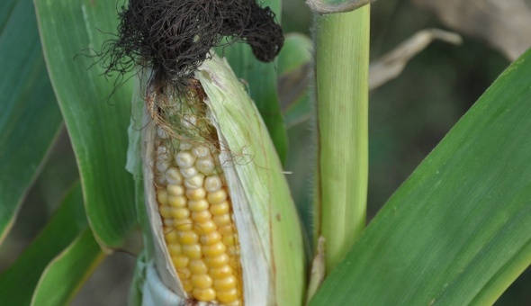 La lentille vitreuse s'observe dans les trois semaines après la sortie des soies