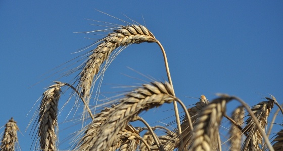 Les céréales ne devraient théoriquement pas descendre plus bas Les céréales ne devraient théoriquement pas descendre plus bas