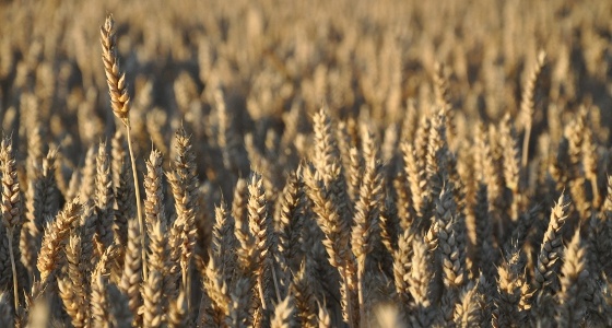 Le marché est plus calme sur le blé Le marché est plus calme sur le blé