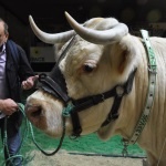 Concours Charolais