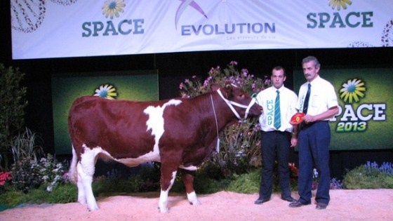 Hémione, championne rouge des prés au Space 2013