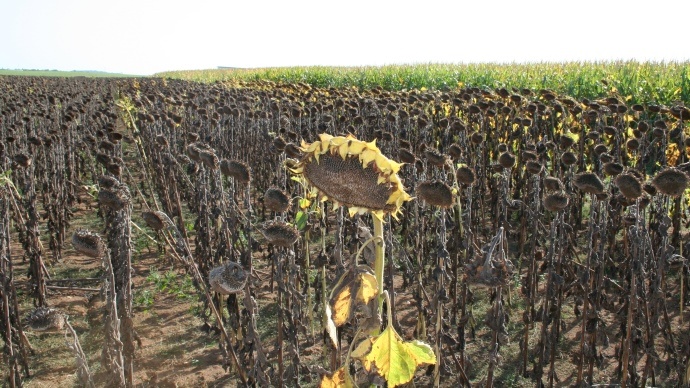 Parcelle de tournesols Parcelle de tournesols