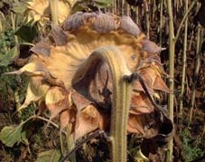 Tournesol arrivé à maturité