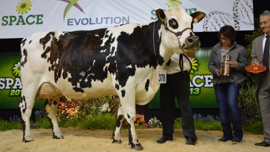 Derline, grande chapionne Normande du Space 2013. Voir la vidéo.