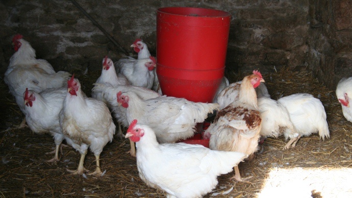 Poules