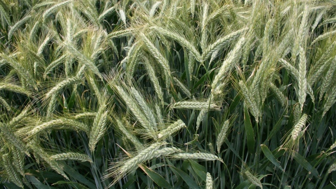 Triticale