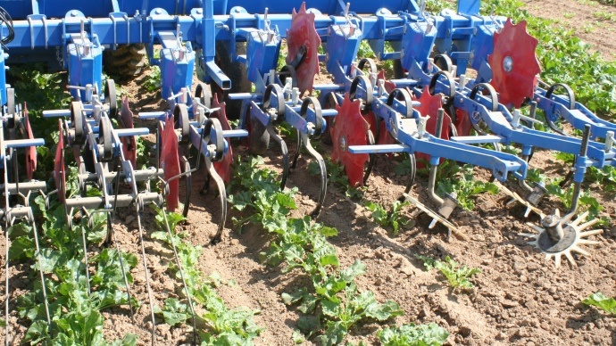 Bineuse équipée de moulinets dans les betteraves. Bineuse équipée de moulinets dans les betteraves.