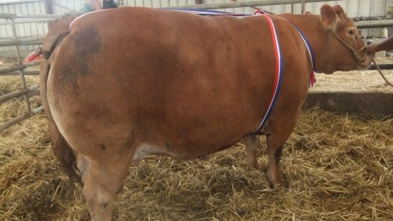 Concours animaux limousins St Léonard de Noblat
