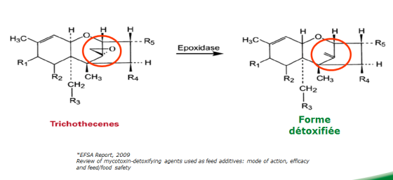 Transformation enzymatique des mycotoxines