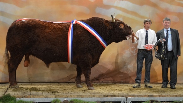Le champion mâle Salers