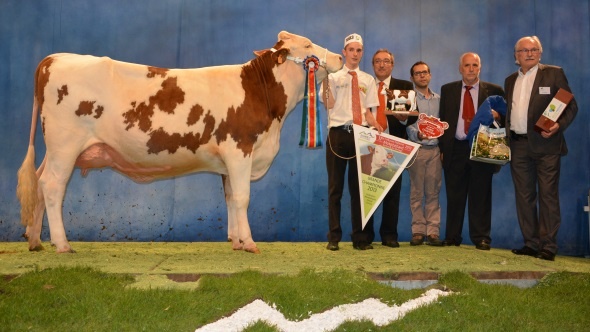 La Grande Championne de ce National Montbéliard 2013 à Cournon : la jeune Géorgie