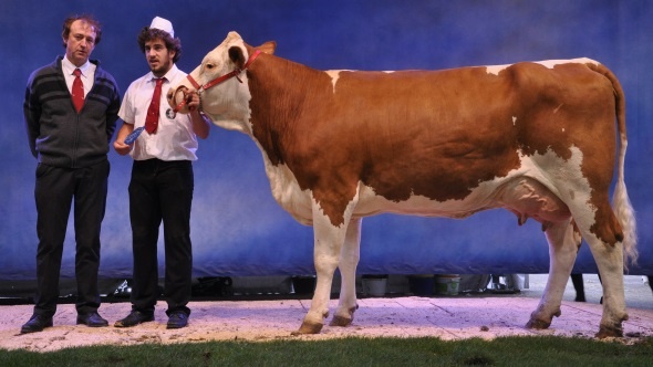 Simmental