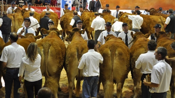 Concours limousine