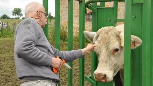 Fco maladies vectorielles vaccination