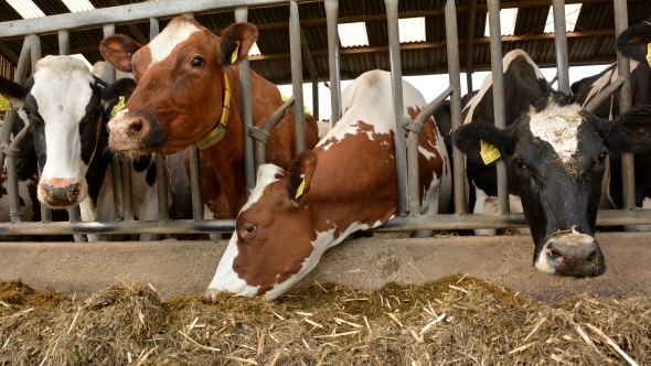 Nutrition vaches laitières