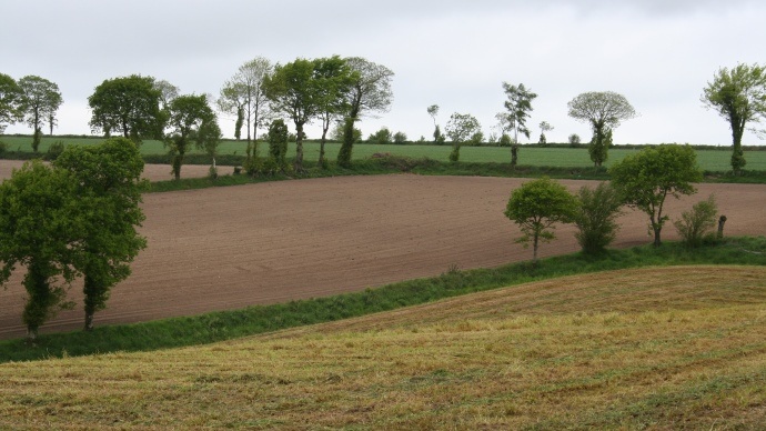 Parcelles cultivees