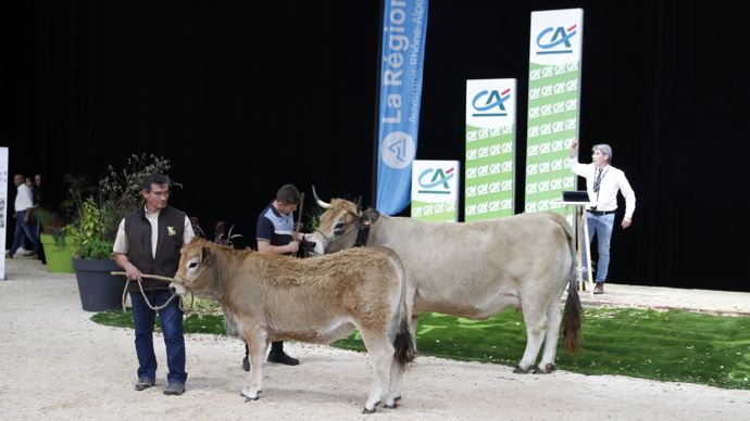  - Tonnelle, fille de Marquis RRC et de Jurande MTE, est née chez Pierre Mairiniac dans l'Aveyron. Cette génisse aubrac allie qualités maternelles par son pedigree et aptitudes bouchères par sa morphologie. Elle a été vendue 2 900 euros.