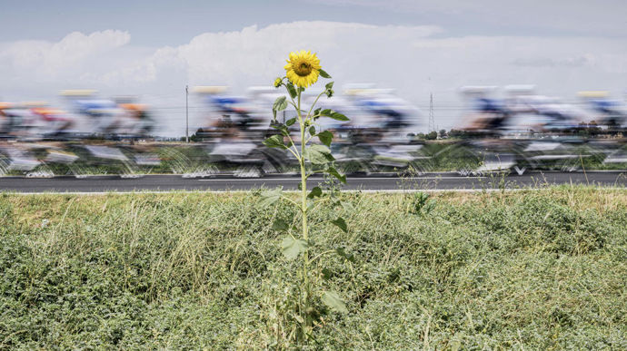 Le 1er juillet 2024, entre Plaisance et Turin, un tournesol sauvage regarde passer les cyclistes.