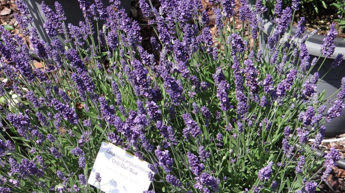 Lavandula angustifolia 'Chill-Out' Blue.