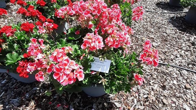 Pelargonium interspecific SEL® 'Ylenia'.