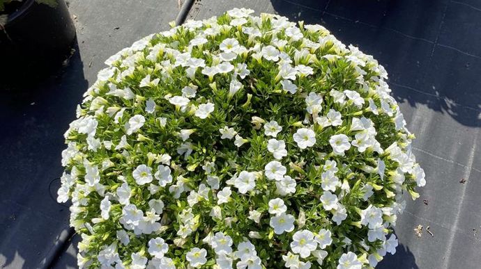 Calibrachoa x hybrida SEL® MINI FAMOUS®  'Uno' More White.