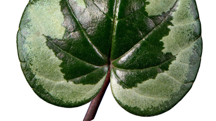 Cyclamen coum KOUMY®.