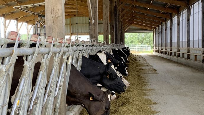 Le soleil couchant bute sur la toiture qui couvre complètement la table d’alimentation, large de 5 m, exposée sud-ouest. Durant les fortes chaleurs, la ration distribuée le soir et les vaches aux cornadis sont protégées des rayons solaires. Cette conception est un élément important pour limiter le stress thermique des laitières.