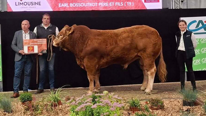 Vaneo à l'Earl Bossoutrot Père et Fils (Haute-Vienne) est élu champion jeune mâle de qualité bouchère.