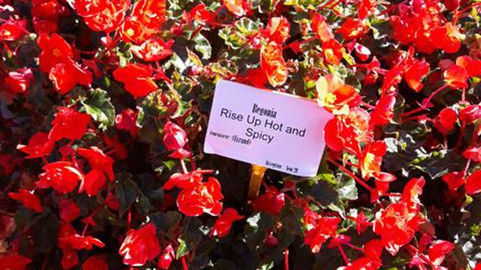 ©O.Maillard Begonia boliviensis 'Rise Up Hot and Spicy', à la station d'expérimentations Ratho, à Brindas (69). 