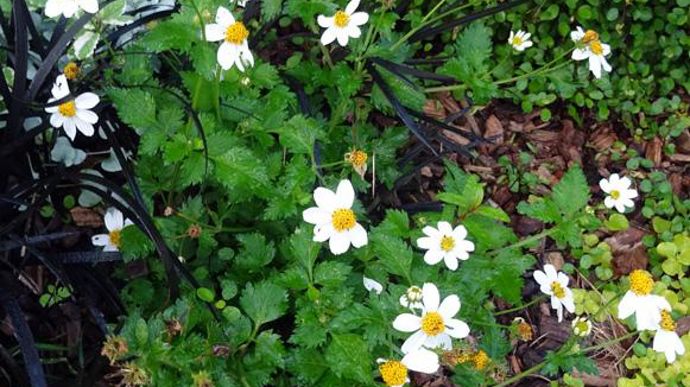 ©O.Maillard Bidens ferulifolia 'White Delight', à Agrocampus Ouest d'Angers (49). 