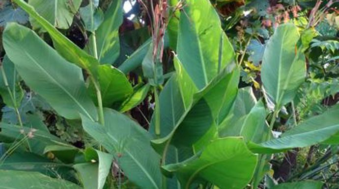 ©O.Maillard Canna iridiflora 'Ehemanii', à Agrocampus Ouest d'Angers (49). 