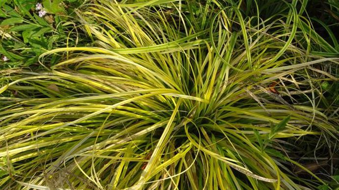 ©O.Maillard Carex oshimensis 'Everillo', à Agrocampus Ouest d'Angers (49). 