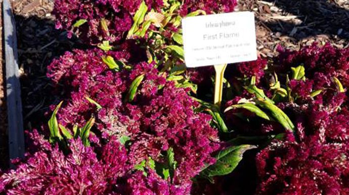 ©O.Maillard Celosia plumosa 'First Flame', à la station d'expérimentations Ratho, à Brindas (69). 