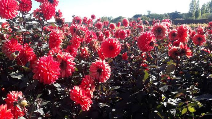  ©O.Maillard Dahlias : un grand espace leur est réservé au coeur du parc du végétal Terra Botanica à Angers (49).