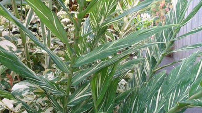 ©O.Maillard Hedychium 'Verity', à Agrocampus Ouest d'Angers (49). 