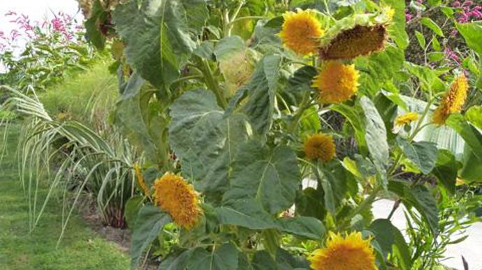 ©O.Maillard Helianthus Orange Sun, au Jardin des plantes du Museum d'histoires naturelles (MNHN) de Paris (75). 