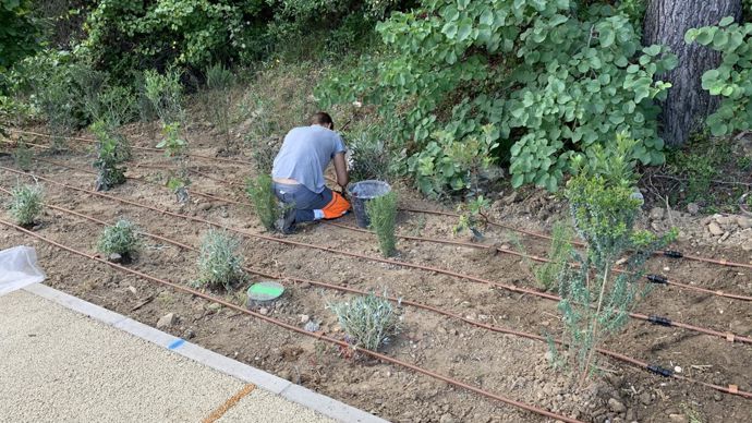 7.Le système d’irrigation a été installé dès les plantations terminées. ©P. Fayolle