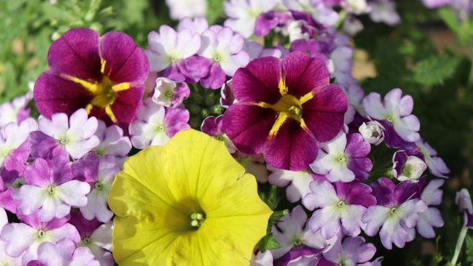 Au centre : Petunia Capella™ ‘Hello’ Yellow, un jaune parfait pour réaliser de nouveaux « mélanges d’anglaises ». Ici en mélange avec ‘Fiesta’ Mix 93, Verbena Vanessa™ Bicolor Purple et Calibrachoa Lia™ ‘Amethyst’ Bling. ©Ducrettet