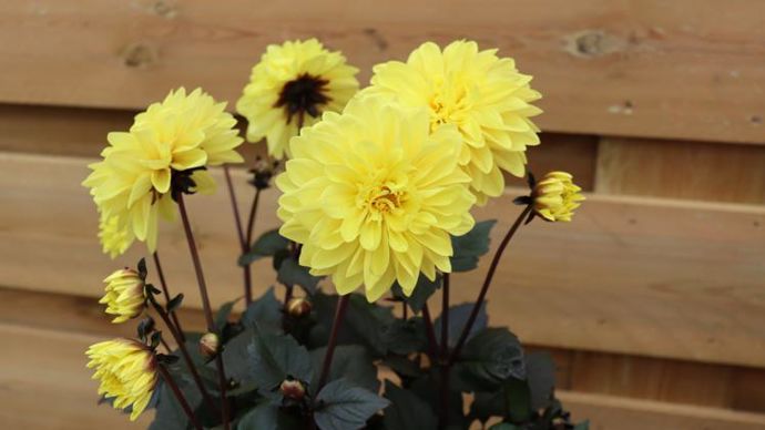 Dahlia Labella® ‘Maggiore’ Fun Chocolate Yellow, magnifique contraste entre la fleur jaune et le feuillage très sombre. Un des favoris des portes ouvertes 2021. ©Ducrettet