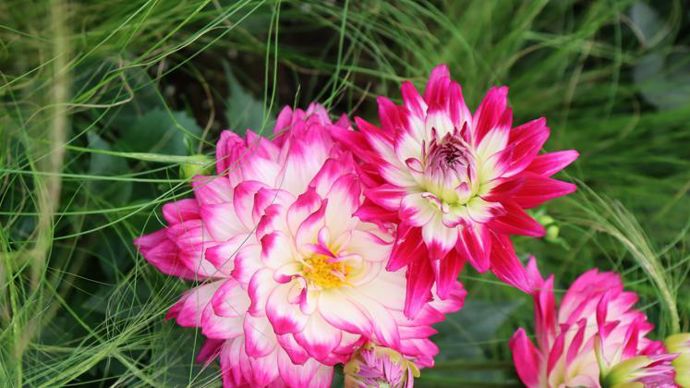 Dahlia Labella® ‘Gigante’ Fun Pink, atteint les 70 cm ; l’équivalent - en bouture - des dahlias de jardin. Grosses fleurs de 20 cm de diamètre. ©Ducrettet