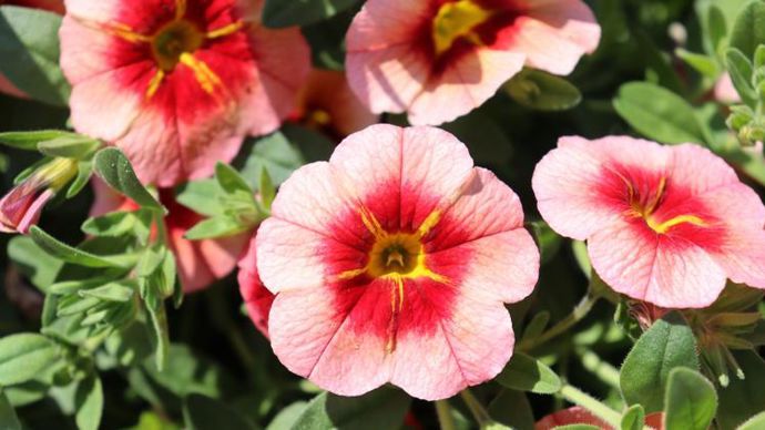 Calibrachoa Eyeconic™ Peach, nouvelle couleur dans la série, pour les « mélanges d’anglaises », c’est-à-dire des compositions fleuries multi-espèces. ©Ducrettet