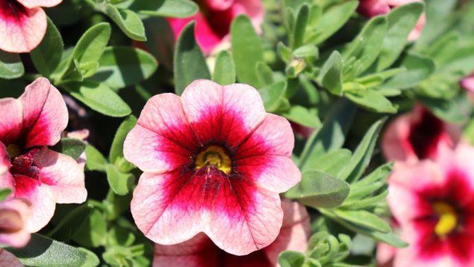 Calibrachoa Eyeconic™ Strawberry, nouvelle couleur dans la série, pour les « mélanges d’anglaises ». ©Ducrettet