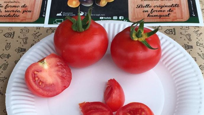 Tomate ronde ‘Bauna’ (environ 100 g) remarquée dans les jardins pour sa résistance au mildiou (Phytophtora infestans). ©Ducrettet
