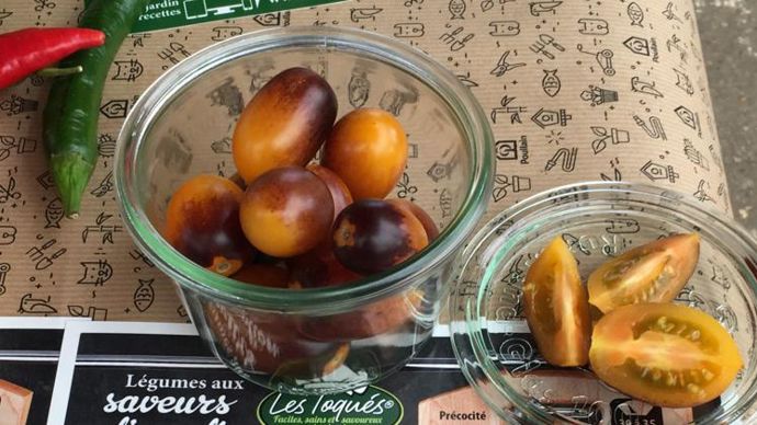 Tomate cerise ‘Indigo’ Kumquat™, la plus remarquée pour sa couleur et son originalité. ©Ducrettet