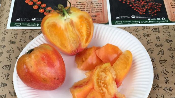 Tomate allongée cœur ‘Anacoeur’, un croisement entre les « cœur de bœuf » et « ananas », avec une belle chair bicolore rouge et jaune. ©Ducrettet