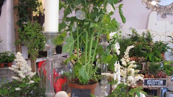 ©Odile Maillard Aux Mauvaises Graines, on peut acheter des plantes – très cher -  mais aussi des nains de jardins (en premier plan sur la photo). 