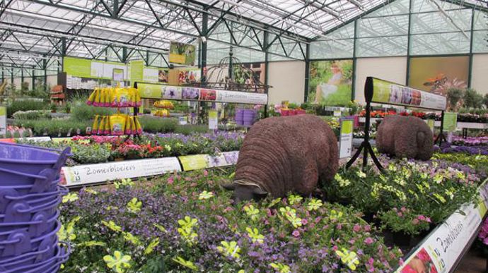 ©Odile Maillard Jardinerie Intratuin Zevenhuizen (Pays-Bas) : des races anciennes de moutons… dans une prairie de fleurs, directement sur les tablettes de vente. 